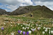 69 Tra fioriture di crocus verso Cima di Piazzo